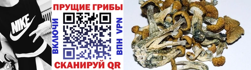 Галлюциногенные грибы Magic Shrooms  Заволжье 